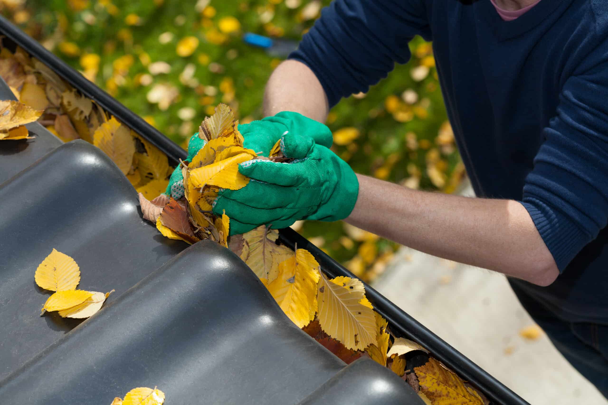 leaves in gutter