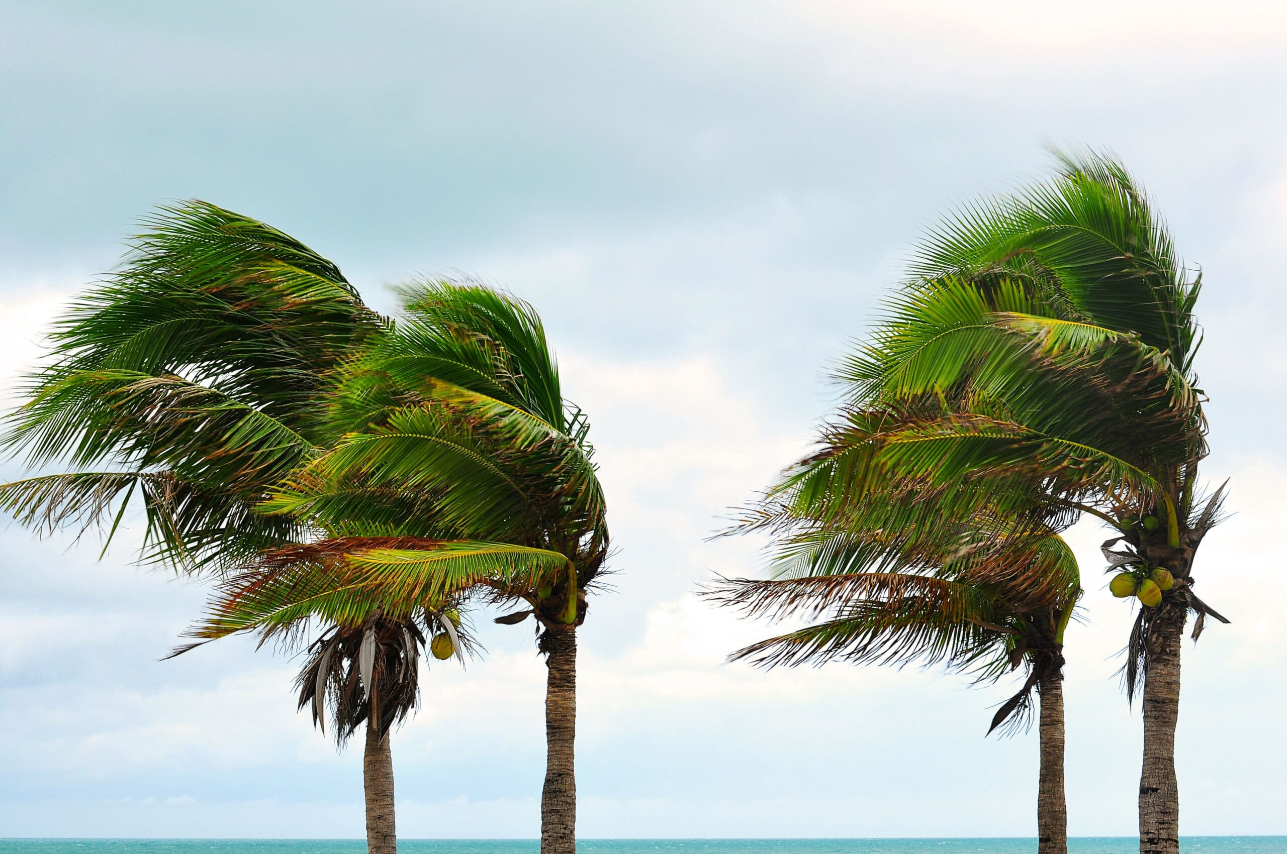 palm trees in the wind